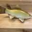 A Golden Shiner WRGS sitting on top of a wooden shelf.
