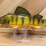 A yellow and black plastic Yellow Perch, WRYP on a stand.